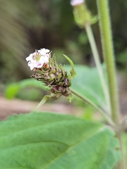Lantana trifolia