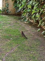 Turdus chiguanco