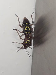 Oebalus poecilus