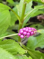 Lantana trifolia