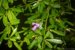Pedleya acanthoclada