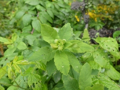 Dasineura salicifoliae