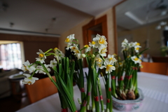 Narcissus tazetta chinensis