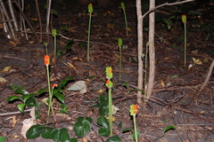 Arum besserianum