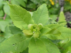 Dasineura salicifoliae