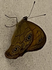 Hypocysta euphemia