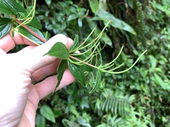 Peperomia lanceolata