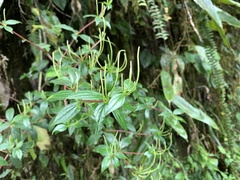 Peperomia lanceolata