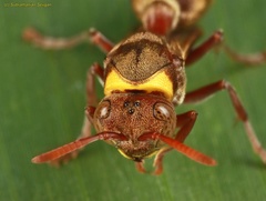 Ropalidia guttatipennis