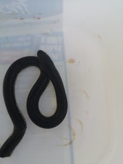 Elapsoidea sundevallii fitzsimonsi