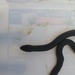 Kalahari Garter Snake - Photo (c) Dr. Thomas Dörner, some rights reserved (CC BY-NC), uploaded by Dr. Thomas Dörner