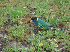 Barnardius zonarius zonarius