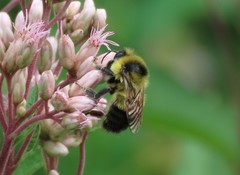 Bombus rufocinctus