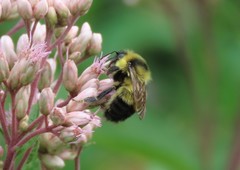 Bombus rufocinctus