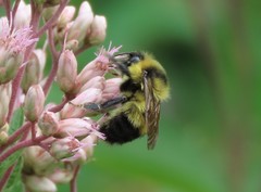Bombus rufocinctus
