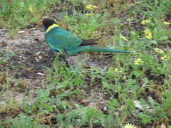 Barnardius zonarius zonarius