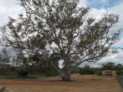 Eucalyptus rudis