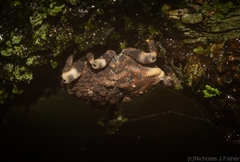 Poropterus bisignatus