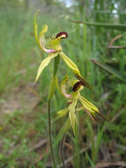 Caladenia crebra