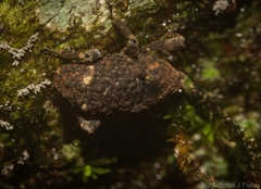 Poropterus bisignatus