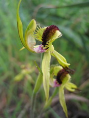 Caladenia crebra