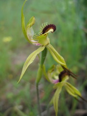 Caladenia crebra