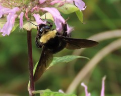 Bombus auricomus