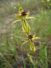 Caladenia crebra
