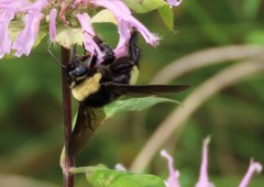 Bombus auricomus
