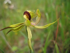Caladenia crebra