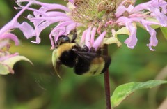 Bombus auricomus
