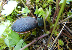 Carabus hummeli