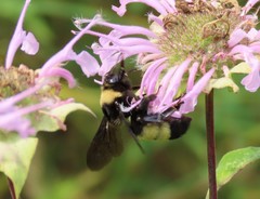 Bombus auricomus