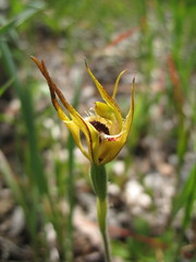 Caladenia crebra