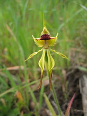 Caladenia crebra