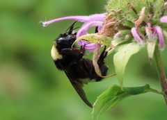 Bombus auricomus