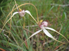Caladenia longicauda borealis