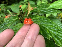 Begonia longirostris