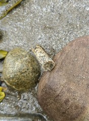 Pectinariidae