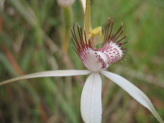 Caladenia longicauda borealis