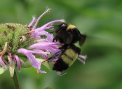 Bombus auricomus