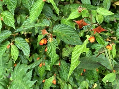 Begonia longirostris