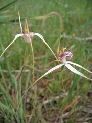 Caladenia longicauda borealis