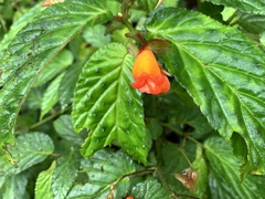 Begonia longirostris