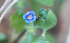 Strobilanthes pavala