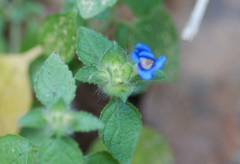 Strobilanthes pavala