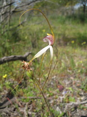 Caladenia longicauda borealis