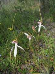 Caladenia longicauda borealis