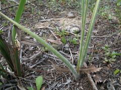 Caladenia longicauda borealis
