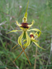 Caladenia crebra